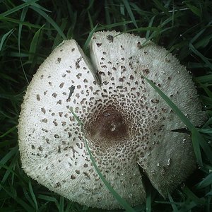 mushroom (25).JPG