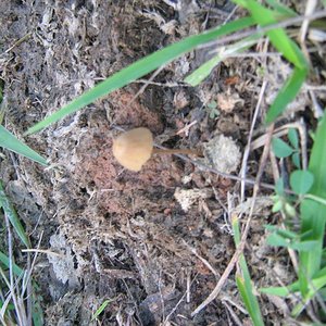mushroom (29).JPG