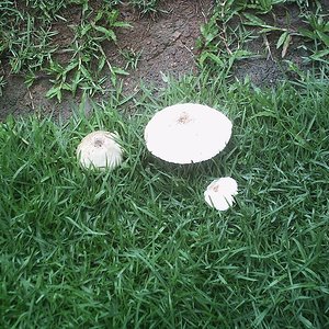 mushroom (32).JPG