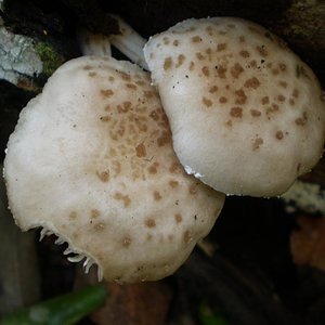 mushroom (33).JPG