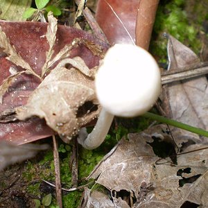mushroom (36).JPG