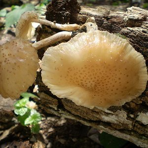 mushroom (37).JPG