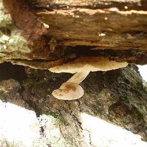 mushroom (38).JPG