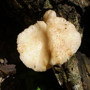 mushroom (40).JPG