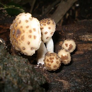 mushroom (41).JPG