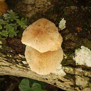mushroom (42).JPG