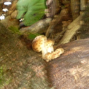 mushroom (43).JPG