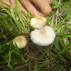 mushroom (45).JPG