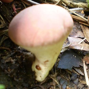 mushroom (46).JPG