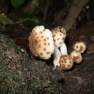 mushroom (48).JPG