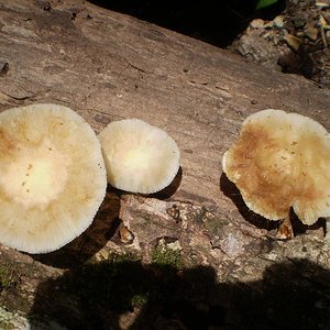 mushroom (49).JPG