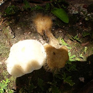 mushroom (52).JPG