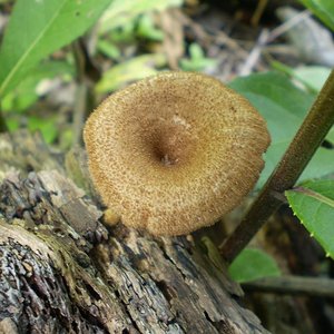 mushroom (56).JPG