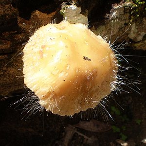 mushroom (57).JPG