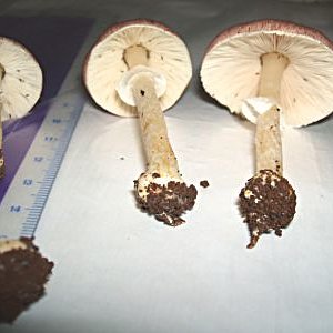 Agaricus sp-roxo(A-249).jpg