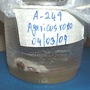 Agaricus sp-roxo(A-249)--3.jpg