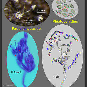 50101 - Paecilomyces sp.jpg
