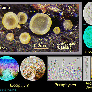 Discomycète sp..jpg