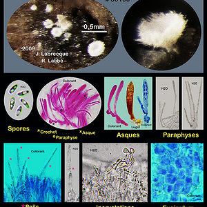 Hyaloscypha aureliella.jpg
