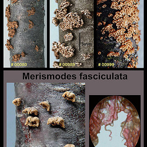 Merismodes fasciculata.jpg