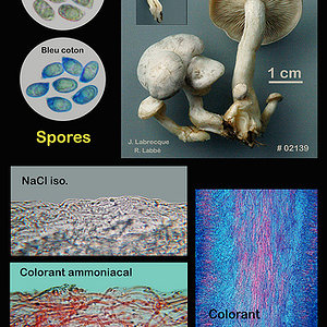 Clitocybe dealbata  Clitocybe blanchi.jpg
