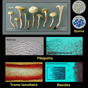 Hygrocybe virginea  Hygrophore blanc de neige.jpg