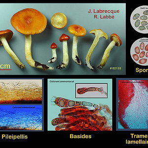 Hygrophorus speciosus  Hygrophore remarquable.jpg