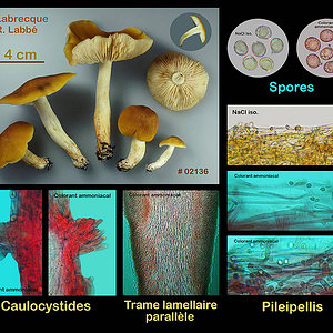 Tricholoma fumosoluteum  Tricholome jaune fuligineux.jpg