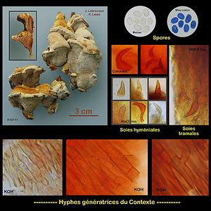Mensularia radiata  Polypore radié.jpg