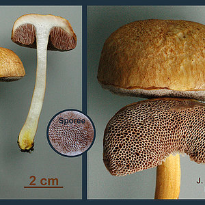 Austroboletus gracilis   Bolet grêle.jpg