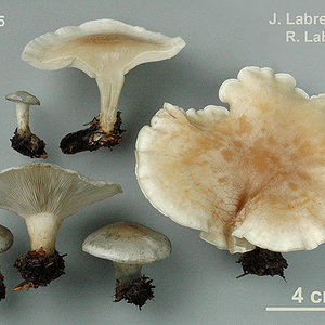 Clitocybe odora  Clitocybe odorant.jpg