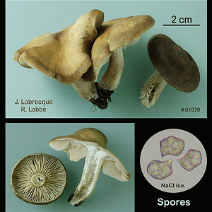 Entoloma sp..jpg