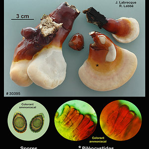 Ganoderma resinaceum  Ganoderme résineux.jpg