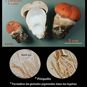 Leccinum piceinum  Bolet des épinettes.jpg