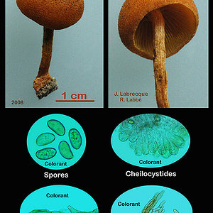 Pholiota granulosa  Pholiote granuleuse.jpg