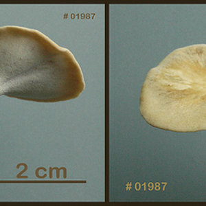 Polyporus varius   Polypore vergeté.jpg