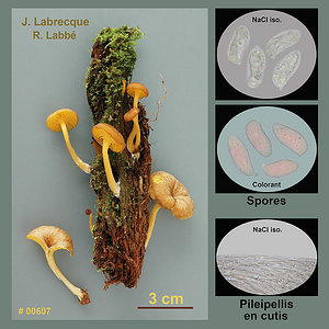 Chrysomphalina chrysophylla  Omphale à lames dorées.jpg