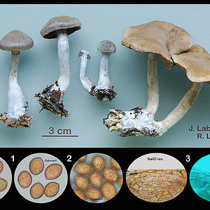 Cortinarius biformis  Cortinaire dimorphe.jpg