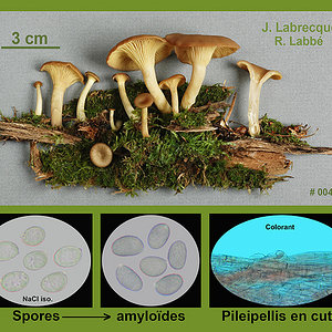Pseudoarmillariella ectypoides  Omphale gaufrée.jpg
