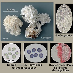Hericium coralloides  Hydne corail.jpg