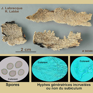 Radulodon aneirinus  Polypore brunissant.jpg