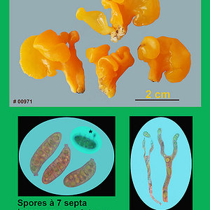 Dacrymyces chrysospermus  Trémelle à spores jaunes.jpg