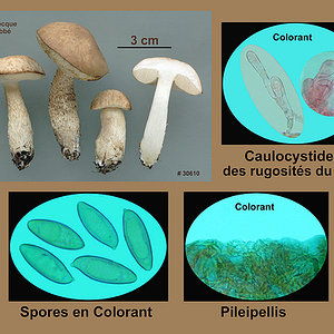 Leccinum scabrum  Bolet rugueux.jpg