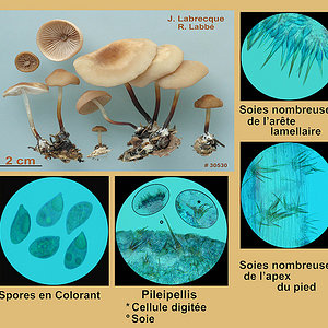 Marasmius cohaerens var. lachnophyllus  . Marasme à pied corné var. à lames frangées.jpg