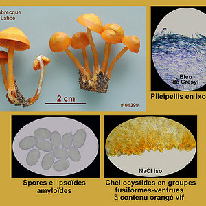 Mycena leaiana   Mycène de Léa.jpg