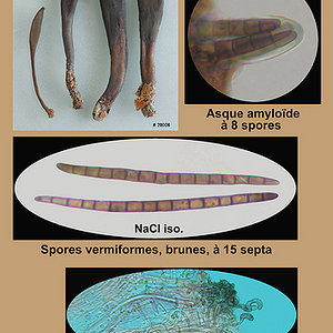 Geoglossum difforme   Géoglosse difforme.jpg