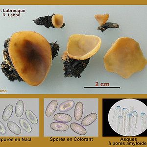 Peziza echinospora   Pezize à spores épineuses.jpg