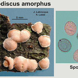 Aleurodiscus amorphus   Corticie amorphe.jpg