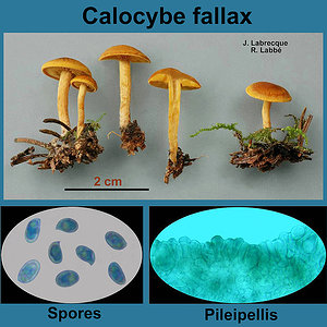 Calocybe fallax   Calocybe trompeur.jpg