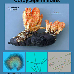 Cordyceps militaris   Cordyceps militaire.jpg